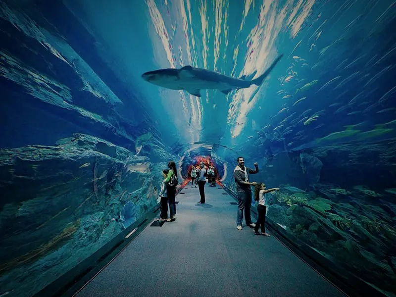 Visitors in the tunnel of the Dubai Aquarium, with a shark overhead